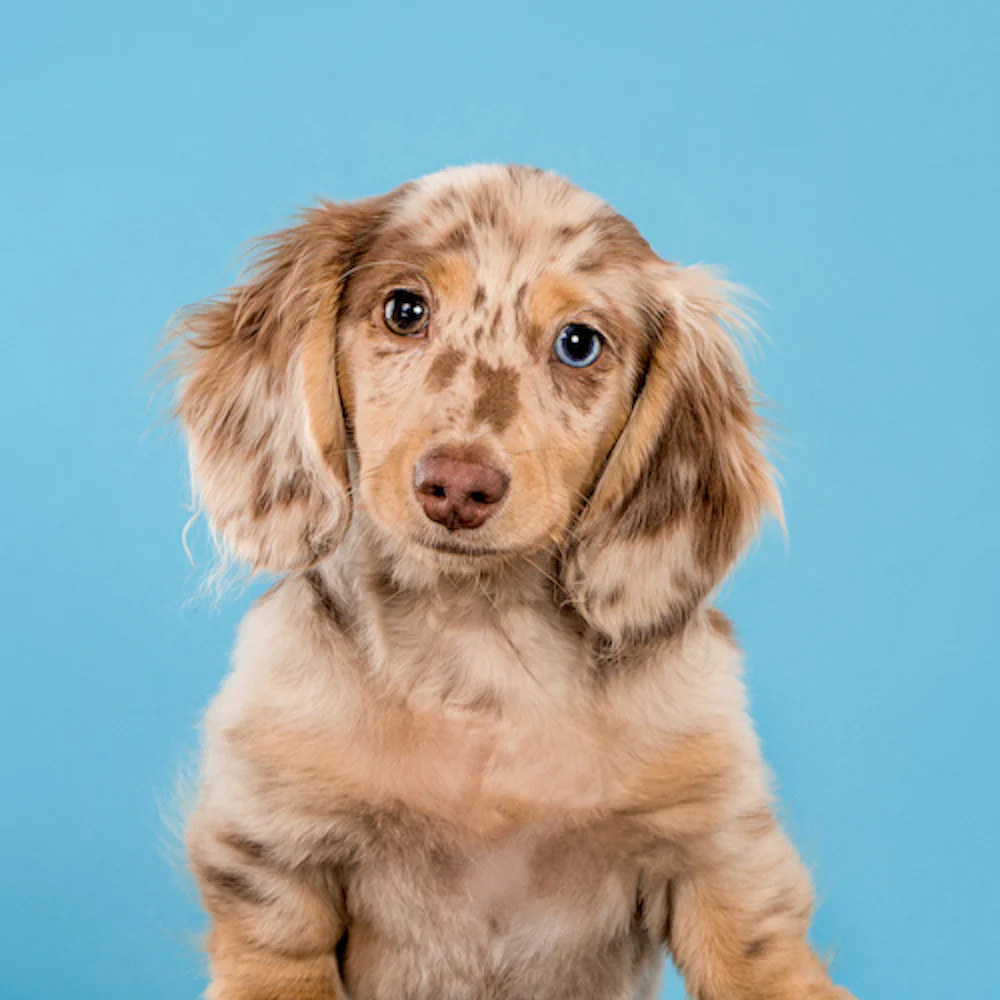 Mini Dachshund puppies near me